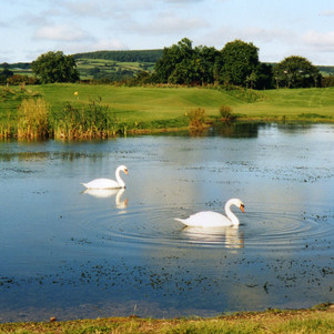 POND%201.jpg